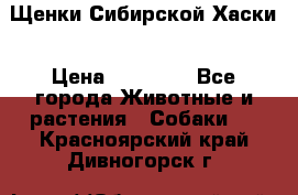 Щенки Сибирской Хаски › Цена ­ 20 000 - Все города Животные и растения » Собаки   . Красноярский край,Дивногорск г.